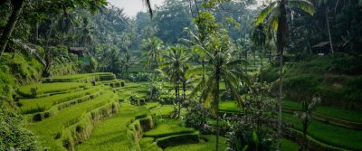 Lush green rice terraces and palm trees at Tegallalang, Bali