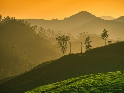 Rolling tea plantations in the hills of Munnar under a warm evening sky