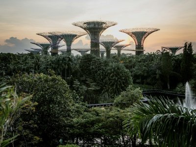 Supertree Grove rising above the tropical planting at Gardens by the Bay