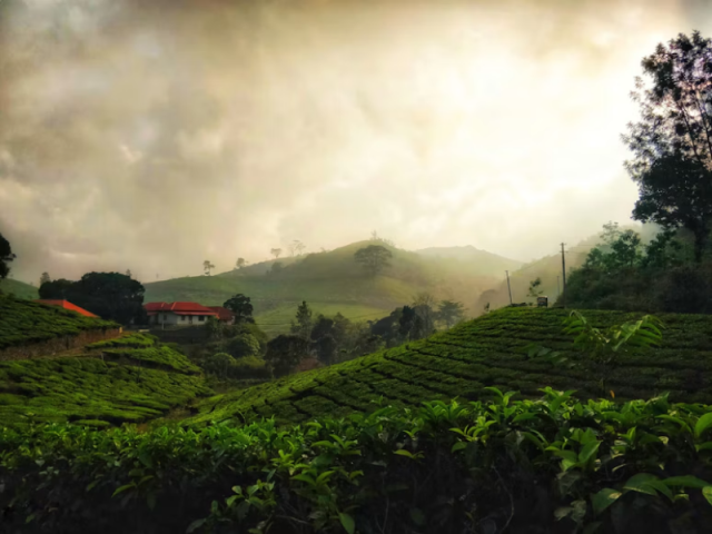 Tea plantation, Kerala